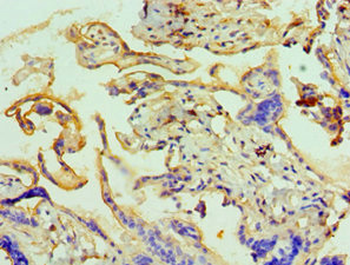ANAPC5 Antibody