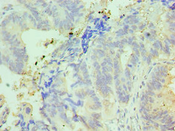 IFT57 Antibody