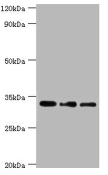 HSD11B1 Antibody