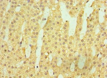 HSD11B1 Antibody