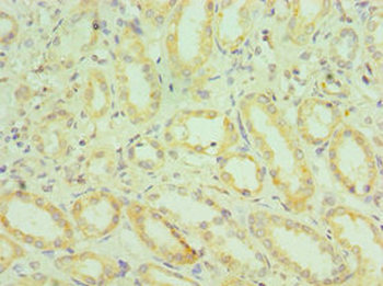 HYAL2 Antibody
