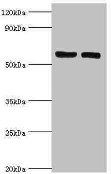 GGA2 Antibody