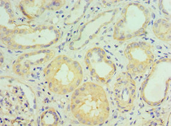GGA2 Antibody