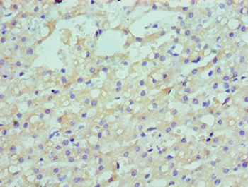 LDLRAP1 Antibody