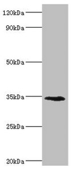 LYVE1 Antibody