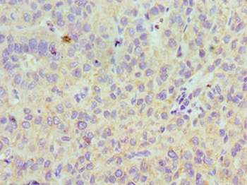 LYVE1 Antibody