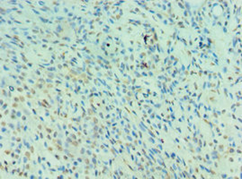 NEDD8 Antibody