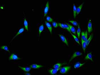 NEDD8 Antibody