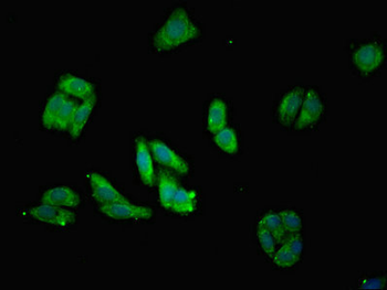 MRPL28 Antibody