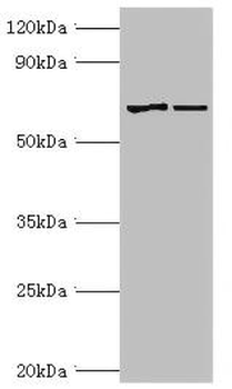 MTM1 Antibody