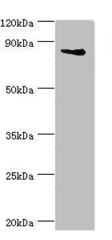 ILF3 Antibody