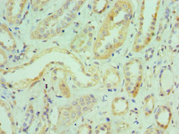 ILF3 Antibody