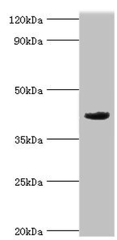 MORF4L1 Antibody