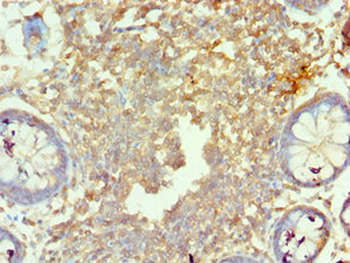 MORF4L1 Antibody