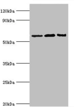 IL10RA Antibody