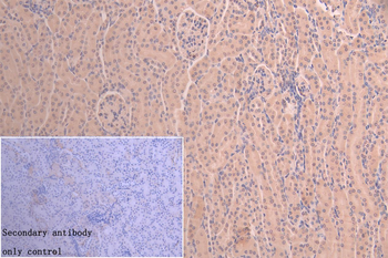 ARHGAP29 Antibody