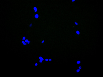 ARHGAP29 Antibody