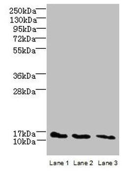 C2orf15 Antibody