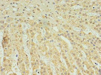 C2orf15 Antibody