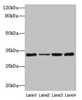 PDCD1 Antibody