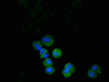 PDCD1 Antibody