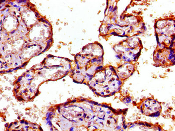 PSMD7 Antibody