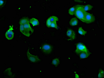 PSMD7 Antibody