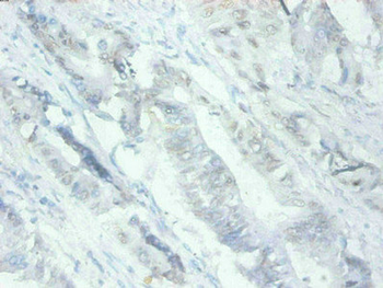 MFGE8 Antibody