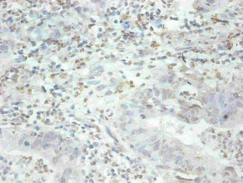 MFGE8 Antibody