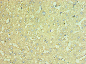 NAMPT Antibody