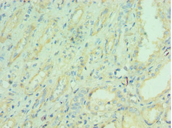 NAMPT Antibody