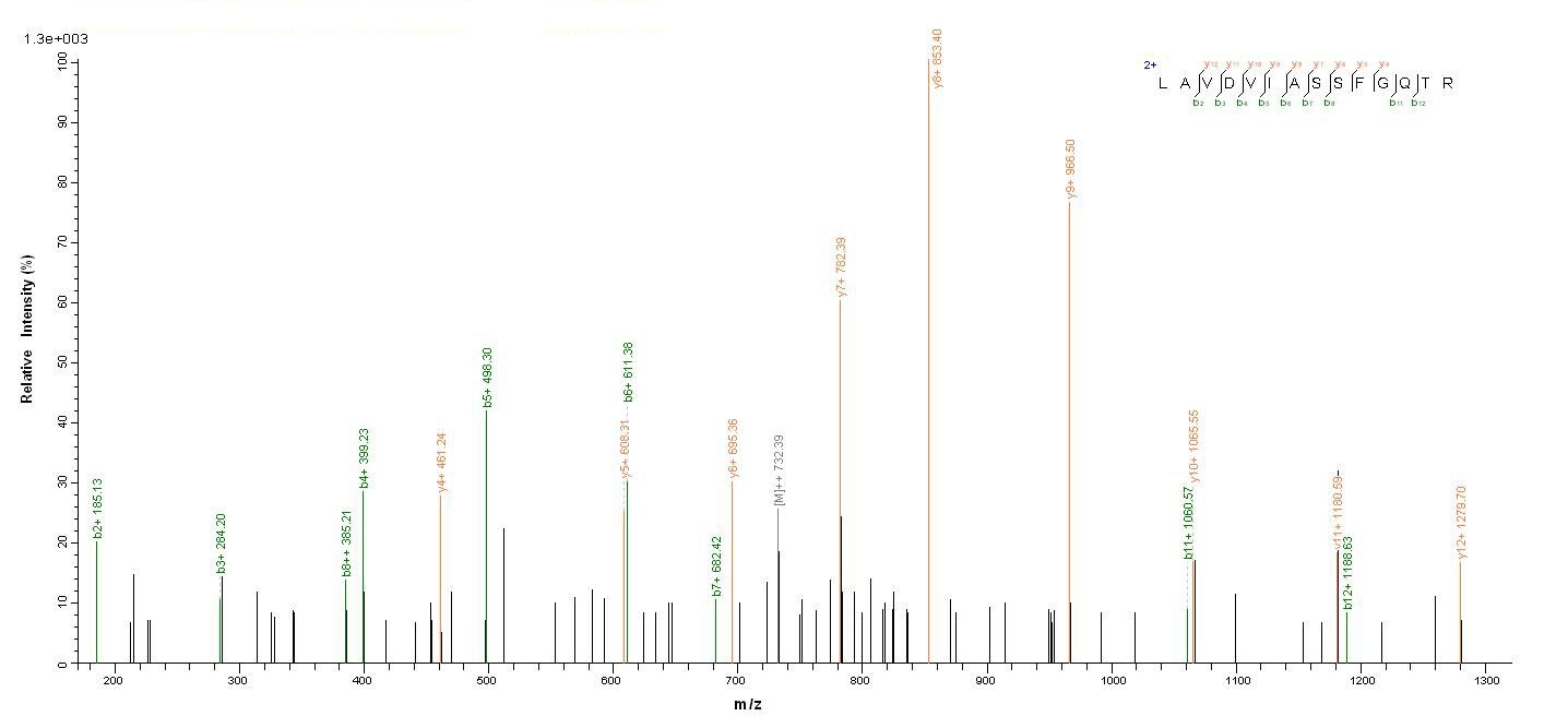 Mouse Arg2 protein