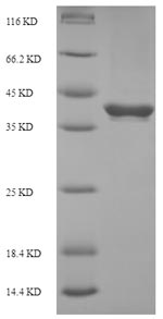 Human BTN3A2 protein