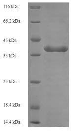 Human BTN3A3 protein