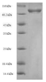 Mouse Csad protein