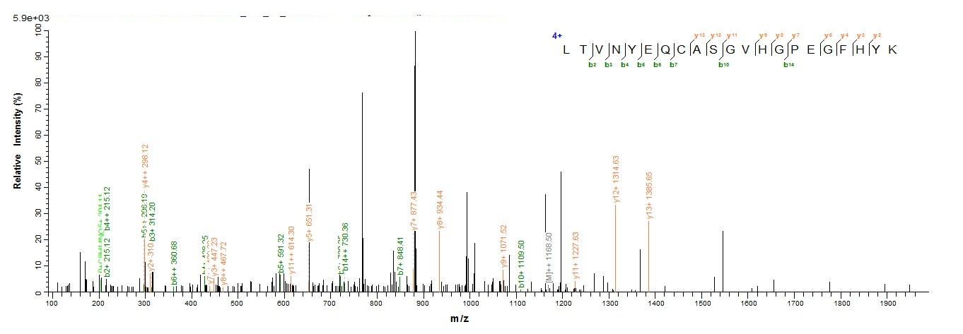 Human EIF2AK2 protein