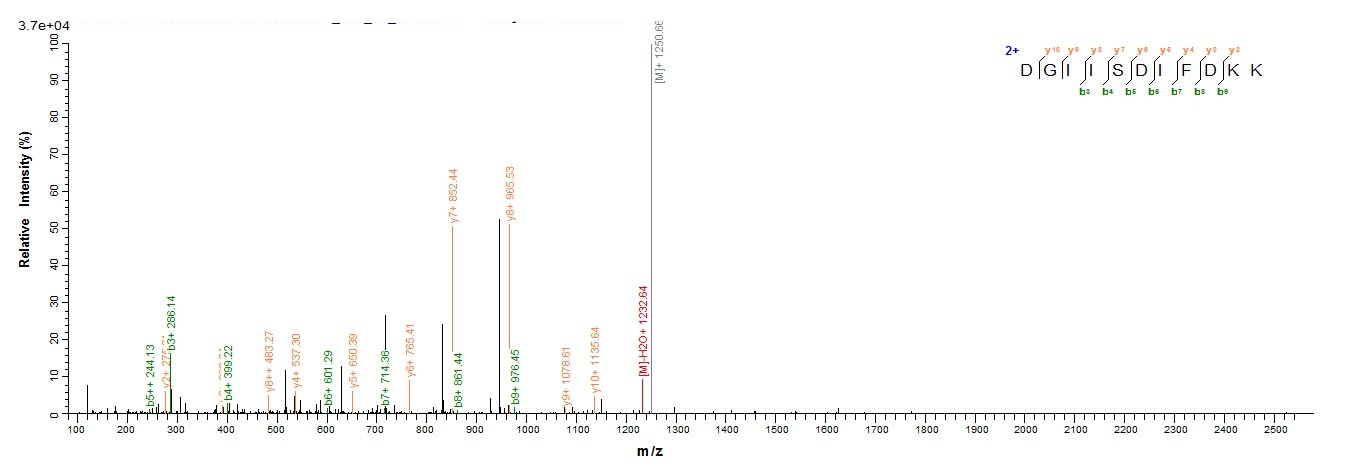 Human EIF2AK2 protein