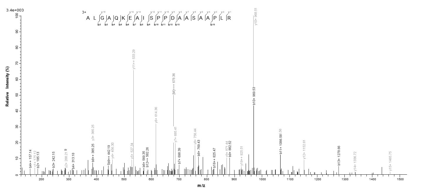 Horse EPO protein