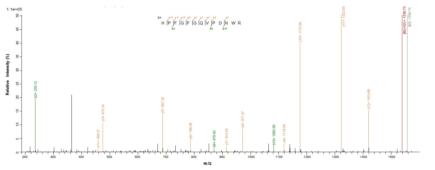 Mouse Loxl1 protein
