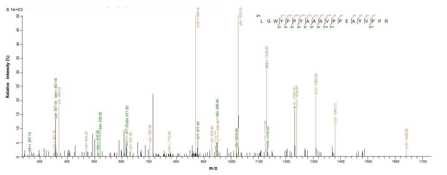 Mouse Loxl1 protein