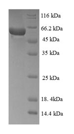 Human MAPK13 protein