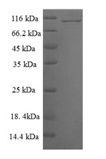 Human MAPK6 protein