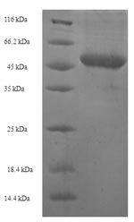 Human NRG2 protein
