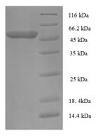 Mouse Pcsk5 protein