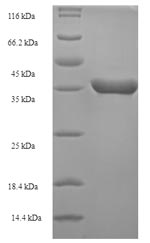 E. coli def protein