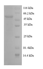Rat Rgn protein