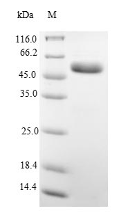 Rat alpha 1 Antitrypsin protein