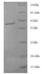 Human STX10 protein
