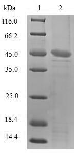 Sheep TNF protein