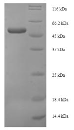 Human WNT4 protein